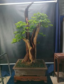Bonsai lũa đẹp tối nay, mời ace vào xem livestream nhé!