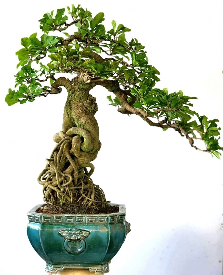 Cây Lộc vừng bonsai cây già đẹp và liền lạc