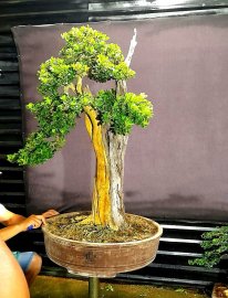 Cây trắc nghệ