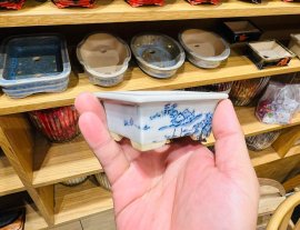 Giao Lưu Anh Em Chậu Maru Fuji