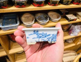 Giao Lưu Anh Em Chậu Maru Fuji