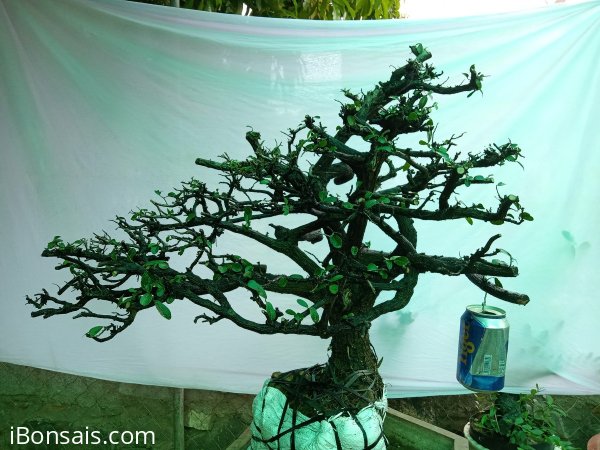 Giao lưu cây cẩm tàn Rin thiên nhiên giá 500k