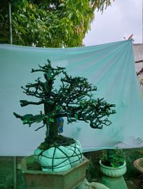 Giao lưu cây cẩm tàn Rin thiên nhiên giá 500k