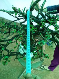 Giao lưu cây cẩm tàn Rin thiên nhiên giá 500k