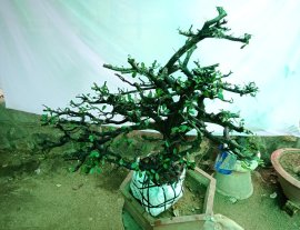 Giao lưu cây cẩm tàn Rin thiên nhiên giá 500k