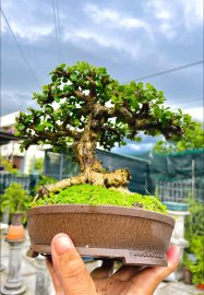 Giao lưu cây cẩm tàn Rin thiên nhiên giá 500k