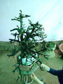 Giao lưu cây cẩm tàn Rin thiên nhiên giá 500k