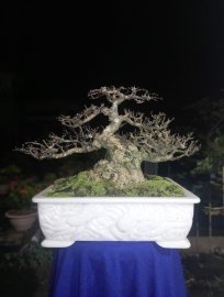 Mai chiếu thủy lá lớn da đen khoe xương trong đêm