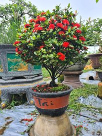 Trang sen đang hoa giao lưu cả nhà