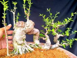 Tìm cảm hứng ý tưởng mới cho tác phẩm MCT da đen lá lớn