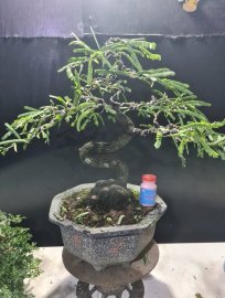 Giao lưu cây me quái