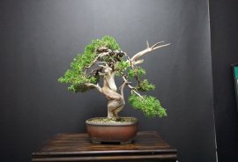Itoigawa  cao 40 cm ( từ đáy chậu)