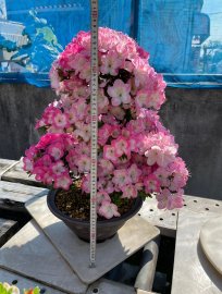 Đỗ quyên GL