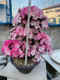 Đỗ quyên GL