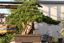 Itoigawa shimpaku Japan