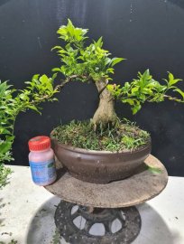 Nguyệt quế hoa chùm lùn lực, nuôi cốt cành