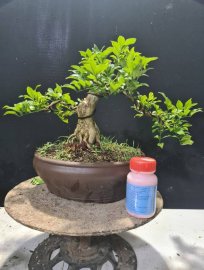 Nguyệt quế hoa chùm lùn lực, nuôi cốt cành