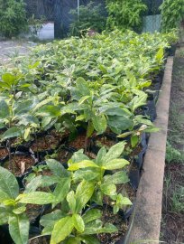 Mai xanh giống, cây cao 20-30cm đã làm rễ