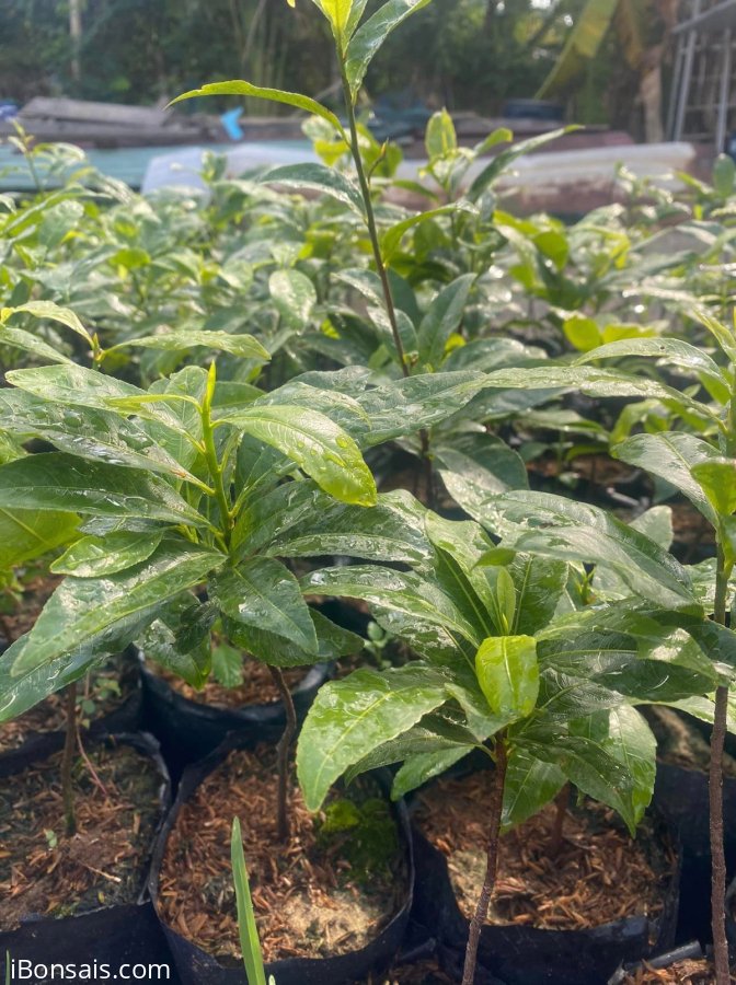 Mai xanh giống, cây cao 20-30cm đã làm rễ
