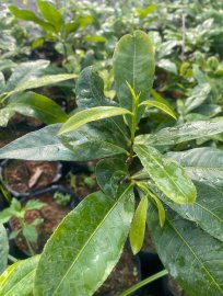 Mai xanh giống, cây cao 20-30cm đã làm rễ