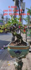 Tác phẩm khế gân già