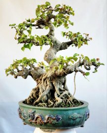Bồ đề bonsai cây rất lâu năm