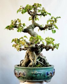 Bồ đề bonsai cây rất lâu năm