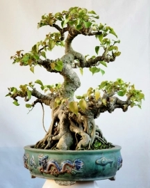 Bồ đề bonsai cây rất lâu năm