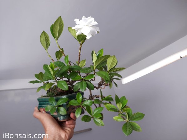 Bạch Thiên Hương mini...