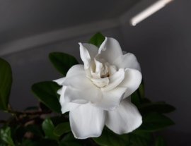 Bạch Thiên Hương mini...