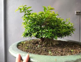 Mai chiếu thủy