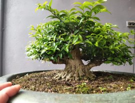 Mai chiếu thủy