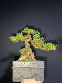 Sam núi mini lên chậu