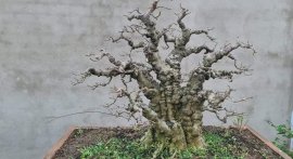 Mai chiếu thủy lá trung