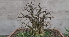 Mai chiếu thủy lá trung