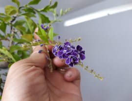 Chuỗi Ngọc Tím