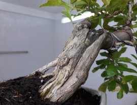 Chuỗi Ngọc Tím