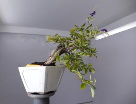 Chuỗi Ngọc Tím