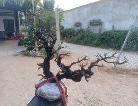 Cây cẩm thị khai thác