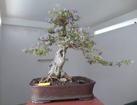 Linh Sam rộ bông...