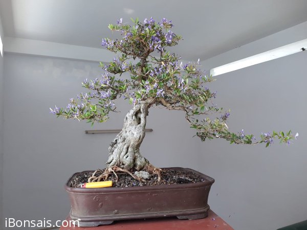 Linh Sam rộ bông...