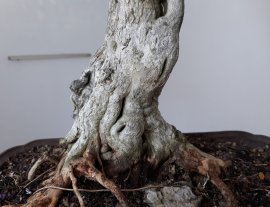 Linh Sam rộ bông...