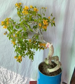 Hoa giấy Thái màu vàng cam