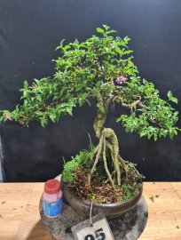 Cây hồng ngọc mai ôm đá giao lưu