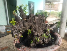 Cẩm thị khủng nè...