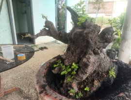 Cẩm thị khủng nè...