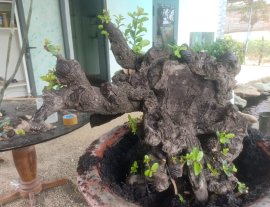 Cẩm thị khủng nè...