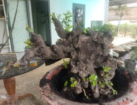 Cẩm thị khủng nè...