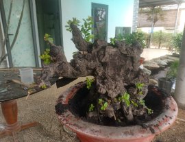 Cẩm thị khủng nè...