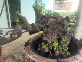Cẩm thị khủng nè...